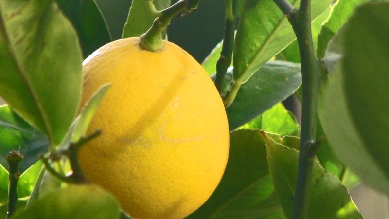У тепличних умовах лісівники Черкащини вирощують лимони