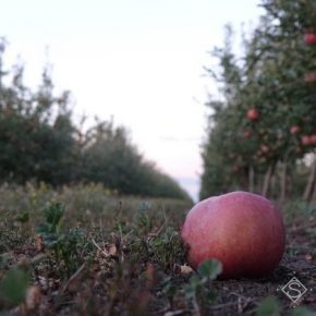 В Украине прогнозируют увеличение урожая промышленного яблока