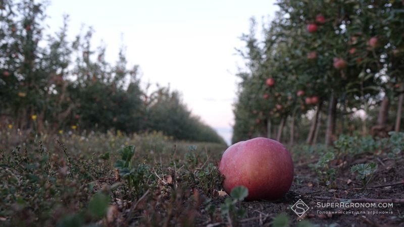 В Україні прогнозують збільшення врожаю промислового яблука