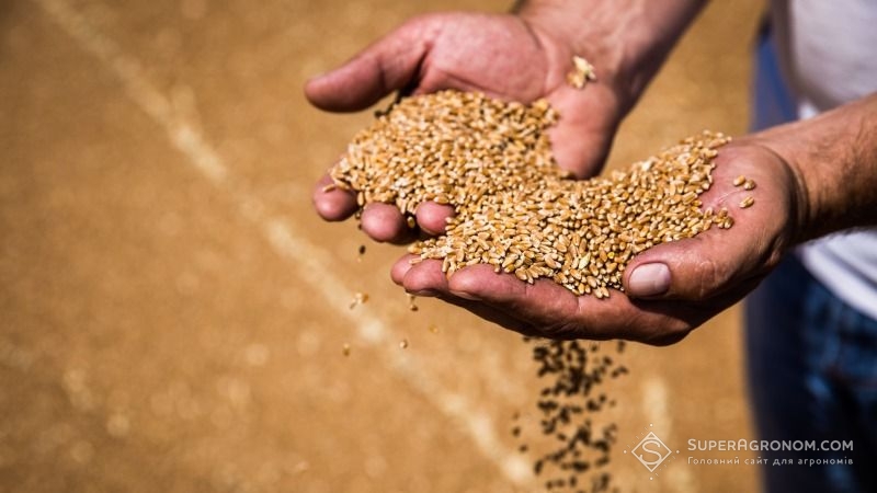 На півдні Одещини аграрії втратили 75% посівів озимих