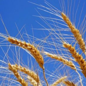 Обмолот пшеницы на Львовщине начато по урожайности 5,9 т/га