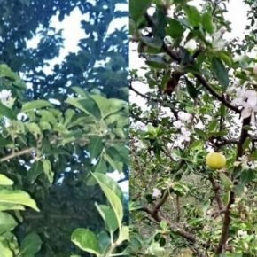 На Одесщине местами повторно зацвели плодовые деревья