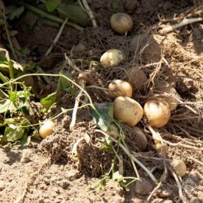 Ученые раскрыли секрет скороспелости картофеля