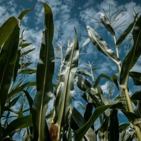 Средняя урожайность кукурузы в Украине прогнозируется на уровне прошлого года