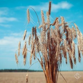 Урожаи в восточных и центральных областях позволят компенсировать недобор зерна на юге страны — мнение