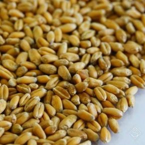 Низкая урожайность пшеницы на Юге вызвало рост закупочных цен на зерно культуры