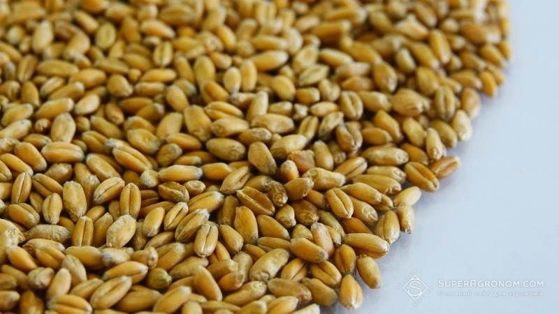 Низька врожайність пшениці на Півдні спричинила зростання закупівельних цін на зерно культури