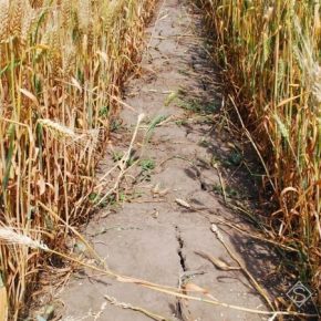 Из-за засухи урожайность сельхозкультур в Одесской области сократилась почти в десять раз — заявление