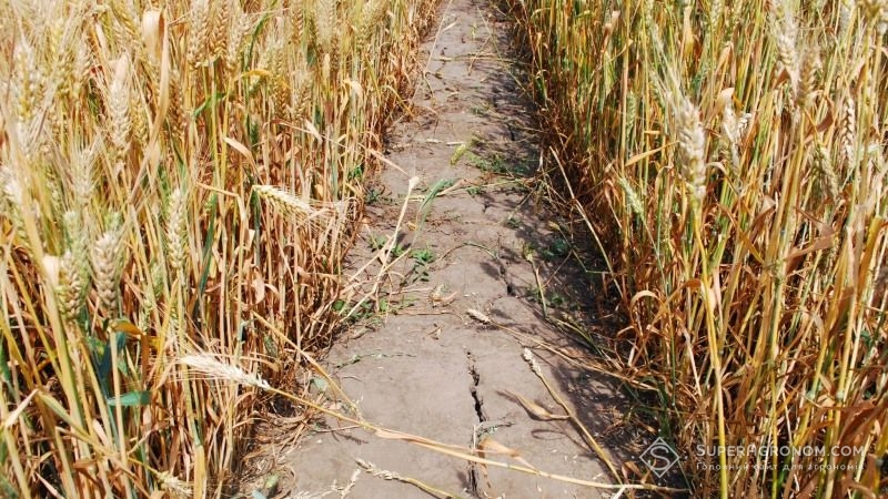 Через посуху врожайність сільгоспкультур на Одещині скоротилась майже вдесятеро — заява