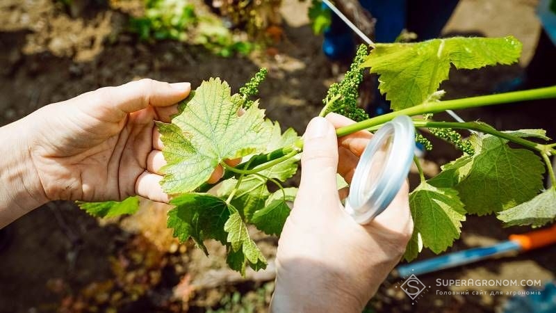 Незабаром в Україні запрацює міжвідомча робоча група з розвитку виноградарства та виноробства