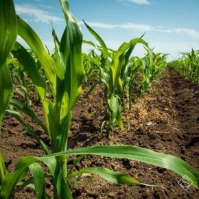 В Черкасской области зафиксирован рекорд посевных площадей кукурузы