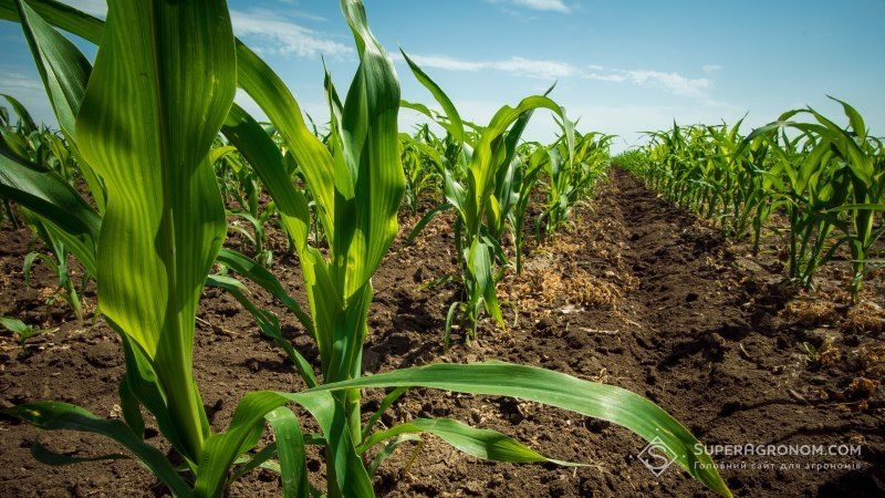 На Черкащині зафіксовано рекорд посівних площ кукурудзи