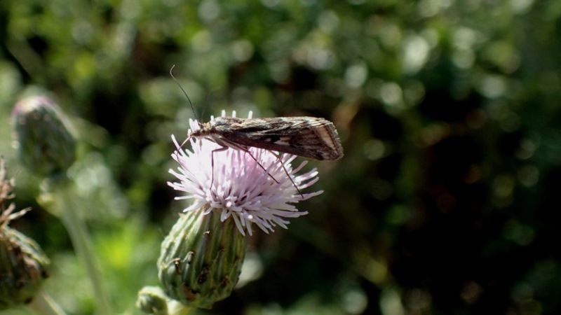 Посівами сільгоспкультур на Хмельниччині поширюється лучний метелик