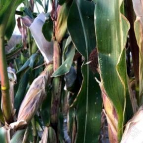Среди аграриев растет спрос на фиолетовую кукурузу — селекционер