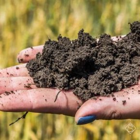 Украина требует внедрения новой стратегии сохранения и рационального использования почв, — ученые