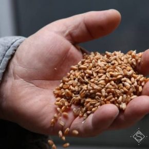 С начала года сельхозпроизводство в Украине сократилось на 19% — Госстат