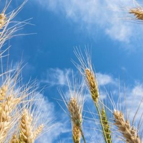В Украине зафиксирован новый рекорд урожайности пшеницы