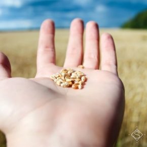 Прогноз производства зерна в мире снижен — аналитики IGC