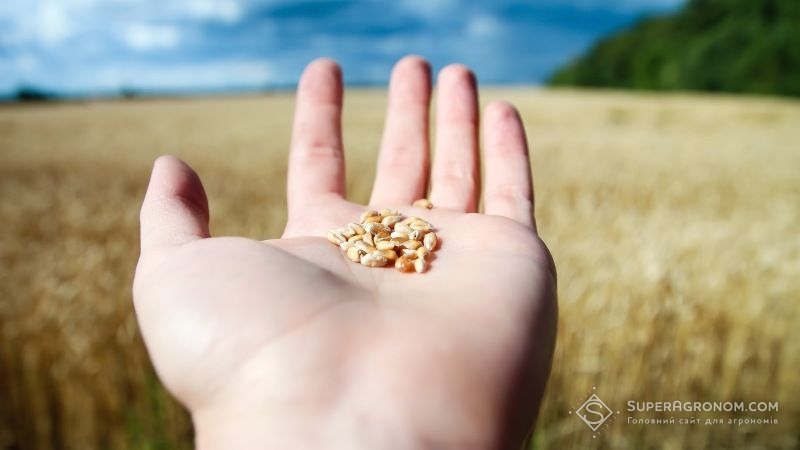 Прогноз виробництва зерна у світі знижено — аналітики IGC