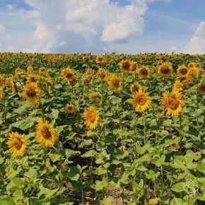Из-за засухи Бессарабия рискует потерять урожай подсолнечника и кукурузы — мнение
