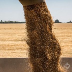 Производство зерна в Украине может составить 73 млн тонн — прогноз