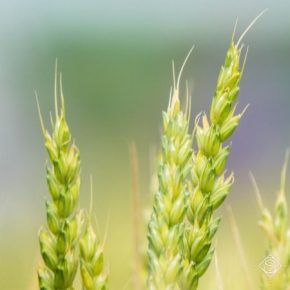 Ученые исследовали, как за условий выращивания на вертикальных фермах увеличить урожайность пшеницы в сотни раз