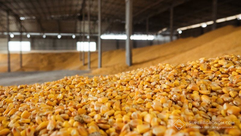 Прогноз виробництва кукурудзи в Україні збільшено — USDA