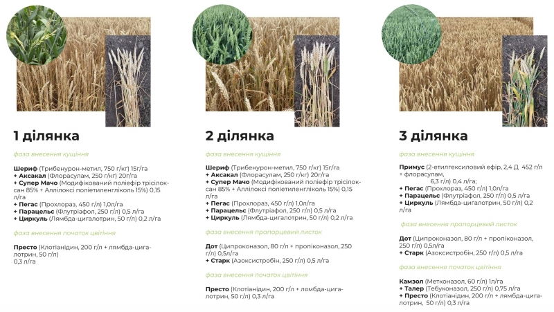 У LNZ Hub 3.0 прокоментували як кількість фунгіцидних обробок впливає на врожай ярої пшениці