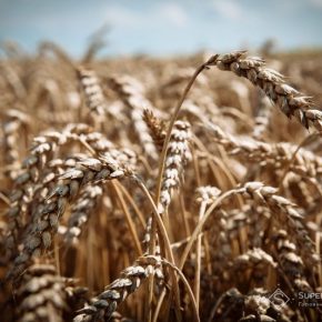 Аграрии Винницкой области рассказали об особенностях нынешнего сезона для озимой пшеницы