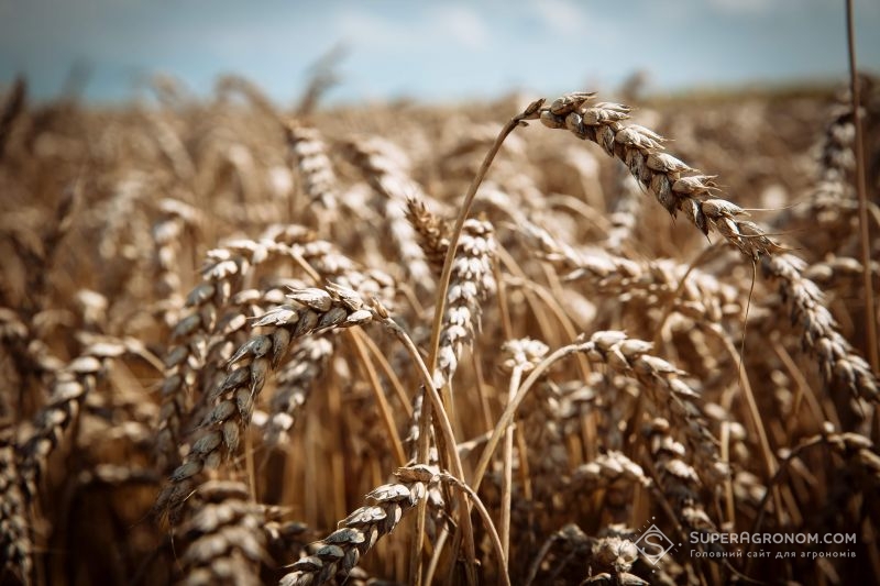 Аграрії на Вінниччині розповіли про особливості цьогорічного сезону для озимої пшениці 