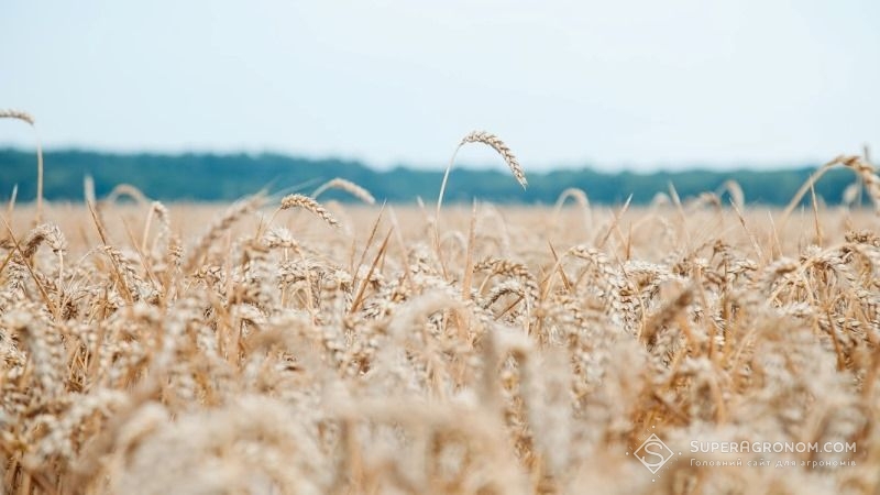Зниження врожайності пшениці вдалось компенсувати за рахунок кращої якості зерна — аграрій