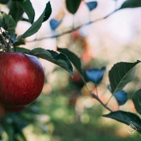 Озвучено нынешний прогноз урожая промышленного яблока