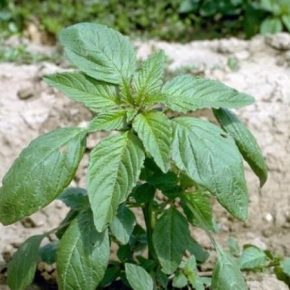 ЭРА предлагает зарегистрировать новый гербицид для борьбы с глифосат-устойчивыми сорняками