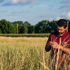 В США зарегистрирован первый в мире коммерческий промежуточный продовольственный сорт пшеницы