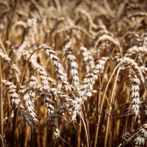 В LNZ Hub 3.0 прокомментировали как количество фунгицидных обработок влияет на урожай яровой пшеницы