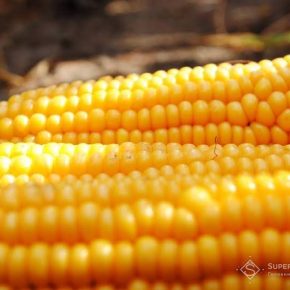 20-21 августа на Киевщине состоится День поля сладкой кукурузы