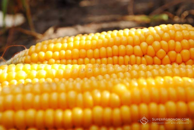 20-21 серпня на Київщині відбудеться День поля солодкої кукурудзи