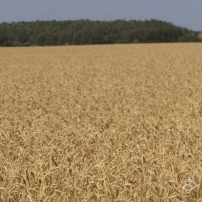 Урожайность зерновых на Сумщине выросла на 7%