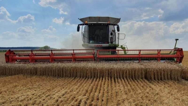 Волинське господарство завершило жнива пшениці за врожайності 7,5 т/га