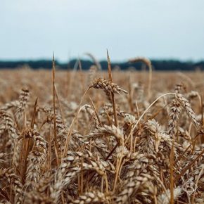 На еще не собранных площадях зерновых культур дохарчовуються вредные хлебные клопы — УААН