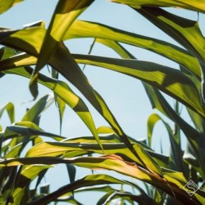 Смещение сроков сева способствовало снижению потерь урожая кукурузы из-за засухи — А опыт.G.R. group