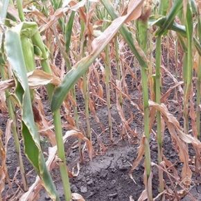 Аграриям не удастся избежать потерь урожая кукурузы и подсолнечника из-за засухи — эксперт