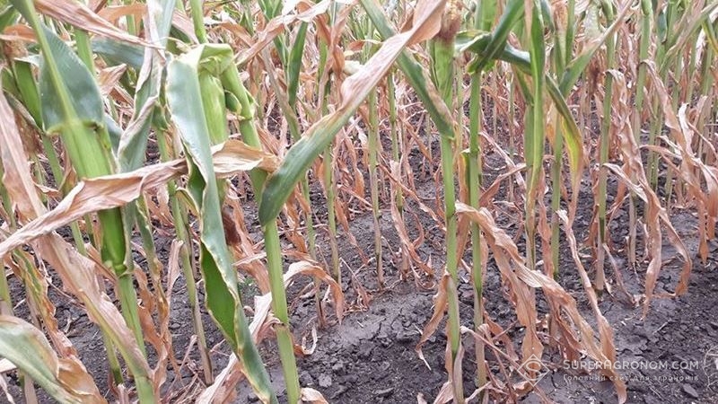 Аграріям не вдасться уникнути втрат врожаю кукурудзи та соняшнику через посуху — експерт