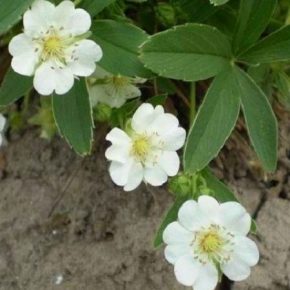 На Киевщине планируют промышленно выращивать лапчатка белая как ценное лекарственное растение