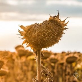 На фоне жары и засухи аналитики снизили прогноз урожайности подсолнечника в Украине
