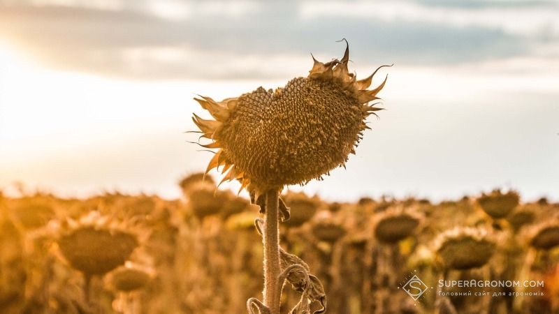 На тлі спеки та посухи аналітики знизили прогноз врожайності соняшнику в Україні