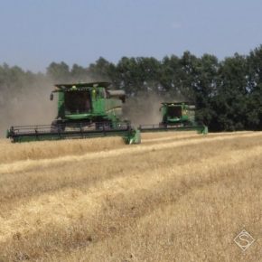 Прогнозы по урожаю ранних зерновых в Винницкой области не оправдались