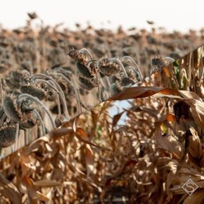 В НААН озвучили основные причины снижения урожайности кукурузы и подсолнечника