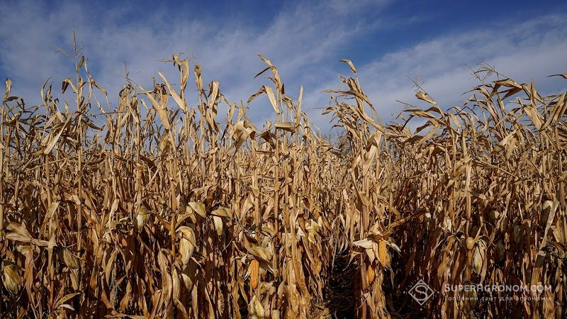 Урожайность кукурузы в Черкасской области в 2021 году /></p>
<p> Фото: SuperAgronom.com Кукуруза По состоянию на третью декаду ноября 2021 г. аграрии Черкасской области собрали 2,64 млн тонн кукурузы с площади 310 тыс. га (77% к прогнозу). Средняя урожайность — 8,5 т/га, что на 4,71 т/га выше прошлогоднего. </p>
<p>Об этом свидетельствуют данные интерактивной карты «Урожай Онлайн 2021», пишет Общественное.</p>
<p>Напомним, что в 2020 г. агропроизводители Черкасской области собрали 1,74 млн тонн кукурузы при средней урожайности 3,79 т/га.</p>
<p>В этом году на одном из полей сельскохозяйственного общества в селе Степанки Черкасского района кукурузу собирает комбайнер Александр Пуля . По его словам, ежедневно обмолачивает от 20 до 28 га.</p><!-- adman_adcode (middle, 1) --><script async src=