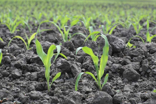 Азотная подкормка кукурузы: повышаем </p>
<p style=